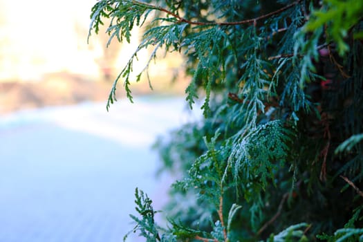 lying snow after the last snowfall. The picture was taken in the winter season