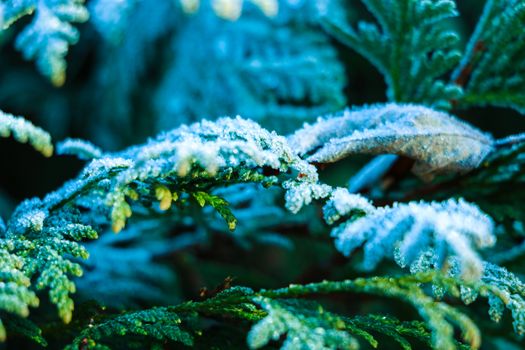 Background texture, pattern. Frost on the twigs. precipitation of small white ice crystals formed on the ground or other surfaces when the temperature drops below zero