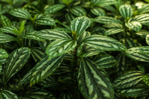 Lush foliage of decorative plant Pilea cadierei Alumnium Plant . Natural green background