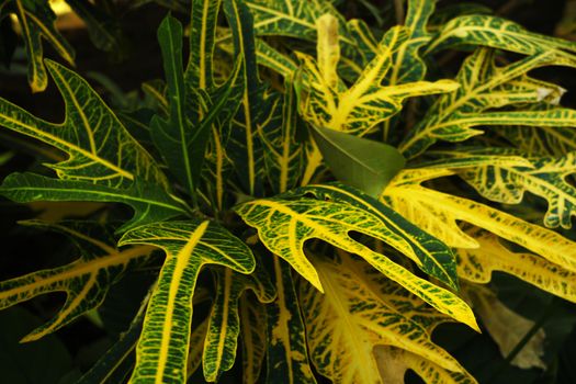 Codiaeum variegatum Croton Shrub is a single leaf arranged alternately. Has a shallow or deep