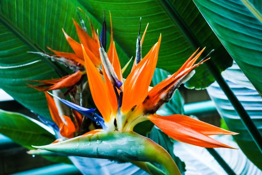 beautiful Bird of Paradise flower Strelitzia reginae isolated in green background