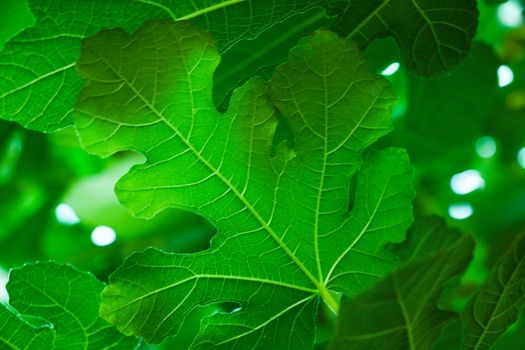 Beautiful green leaves on the trees, background, texture