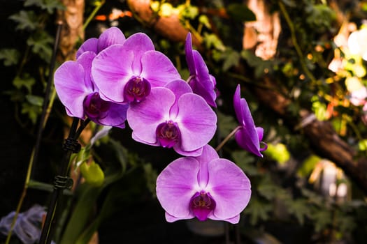 pink Phalaenopsis or Moth dendrobium Orchid flower in summer or spring day tropical garden