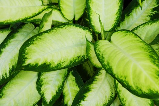 Green bush Hosta. Hosta leaves. Nature background image. Beautiful Hosta leaves background. Hosta - an ornamental plant for landscaping park and garden design