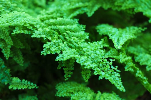 beautiful green leaves of plants in summer or spring