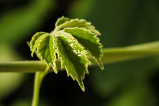 Young green leaves of plants in spring or summer. Beginning of life