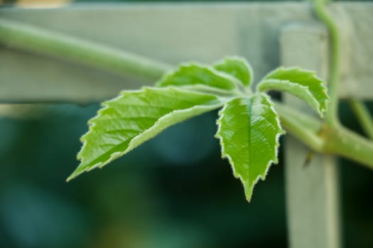 Young green leaves of plants in spring or summer. Beginning of life