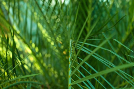 Beautiful natural sugar palm leaves in spring or summer. Background