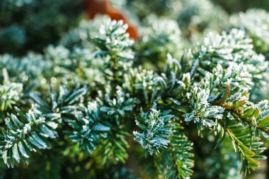 Frozen and covered with frost pine tree branch on an early winter morning, close up view