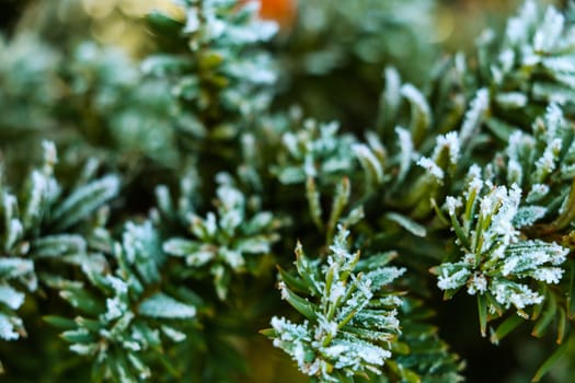 Frozen and covered with frost pine tree branch on an early winter morning, close up view