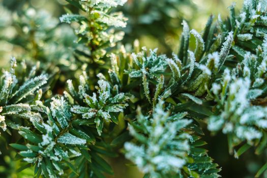 Frozen and covered with frost pine tree branch on an early winter morning, close up view