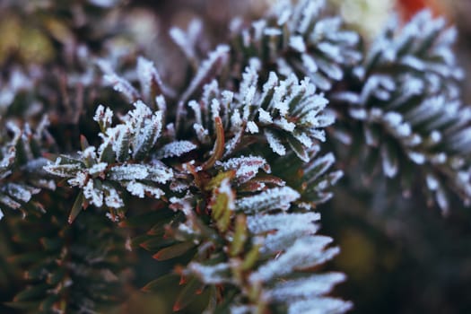 Frozen and covered with frost pine tree branch on an early winter morning, close up view