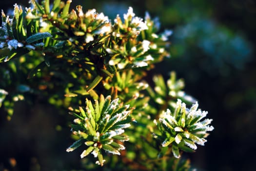 Frozen and covered with frost pine tree branch on an early winter morning, close up view