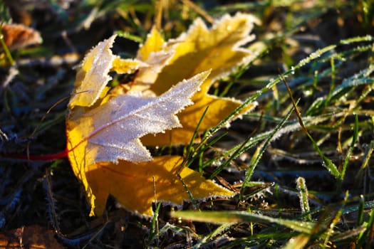 Autumn leaf on green grass, macro closeup