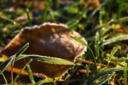 Frozen and frost-covered leaves on an early winter morning, close view