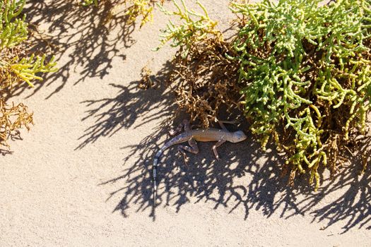 Lizard under the bush on a sunny hot day