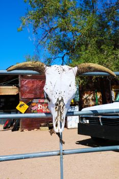 Bull skull with long horns on a wood background