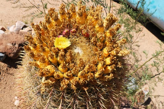 Top view of a blooming cactus in the desert, Arizona