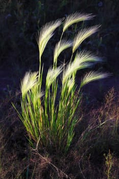 Rays of sunlight fall on young green wheat