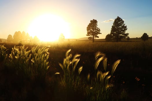 Rays of sunlight through the ears of wheat