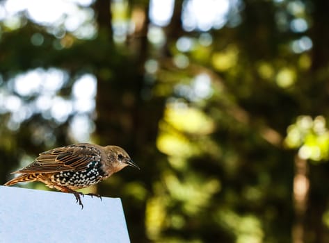 Sparrow sits on a branch and sings songs