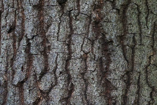 Old Wood Tree Texture Background Pattern