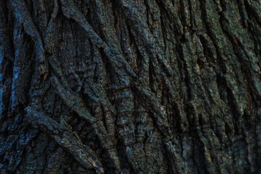 Wood Tree Texture Background Pattern. Background