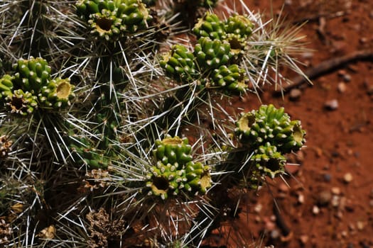 Top view of the cactuses with large needles