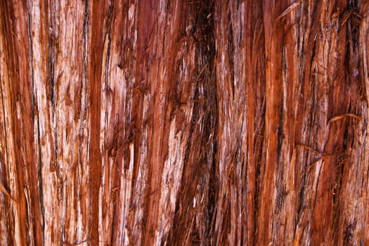 The texture of the bark of a young coastal redwood, Sequoia sempervirens- background or backdrop