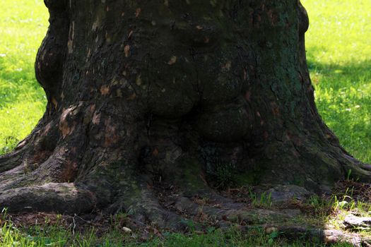 Beautiful large tree trunk in the park in summer or spring