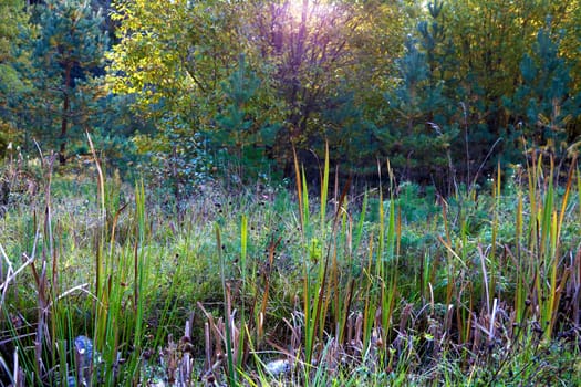 View of the bushes on the background of trees on a clear day