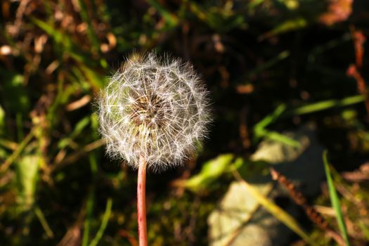 White dandelion on a background of green and dry grass in macro