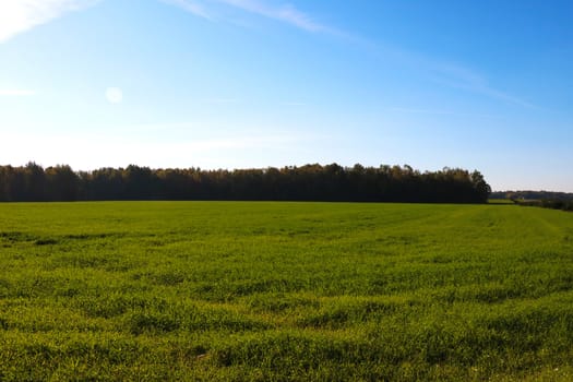 Beautiful green field on the background of the forest on a sunny day