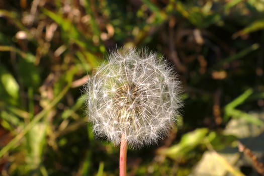 beautiful exquisite gentle dandelion in the meadow