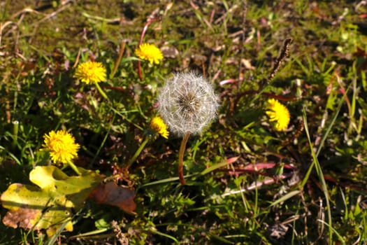 dandelion growing in the green grass in the summer