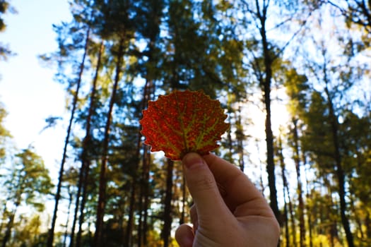 Hand holds yellow leaf on autumn yellow sunny background