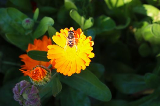 A bee rummages on a yellow flower, a flower with a bee in the summer garden