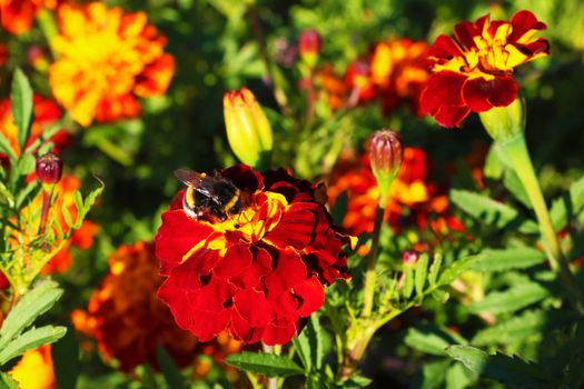 The bee is sucking the sweet nectar from the pollen