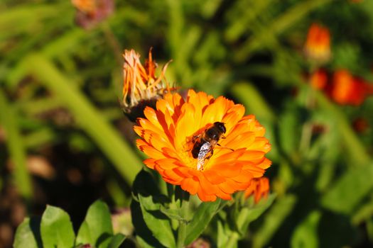 Bouquet of flowers. Bees fly to the sweet nectar of pollen