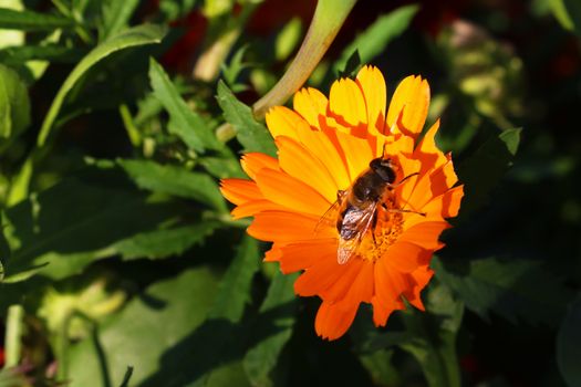 Honey Bee and flower in Nature Background. Sping, summer