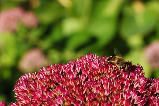 Bee with flowers. The bee has benefited from the flower is the sweet water, the flower has bee pollinating