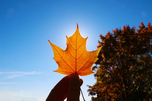 Female hand holds maple yellow leaf in the background