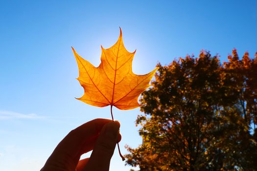 Hand holding yellow maple leaf on autumn yellow sunny background