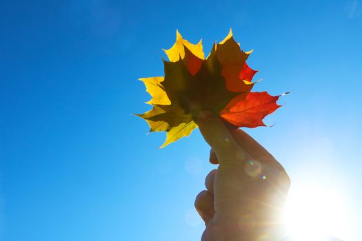 Multi-colored maple leaves on hand in the autumn season