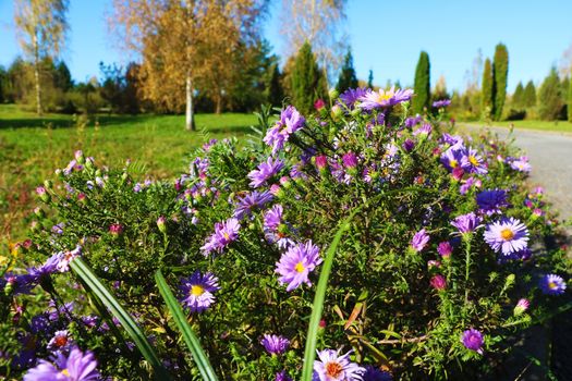 In the foreground flowers against the garden on a sunny day