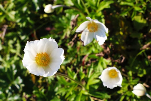 Closeup on white flowers in spring or summer garden