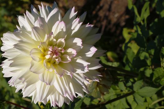 Dahlia cactus flower in the garden close up. Dahlia with creamy white petals