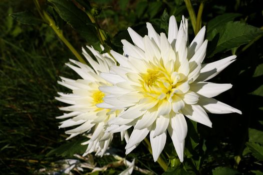 Dahlia with creamy white petals. Dahlia White star. White dahlias in the garden