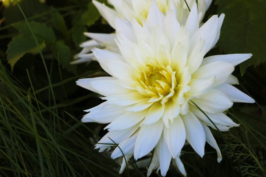 Yellow dahlia in garden. A picture of the beautiful yellow dahlia