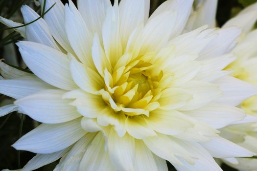 An isolated dahlia in a garden. Yellow dahlia